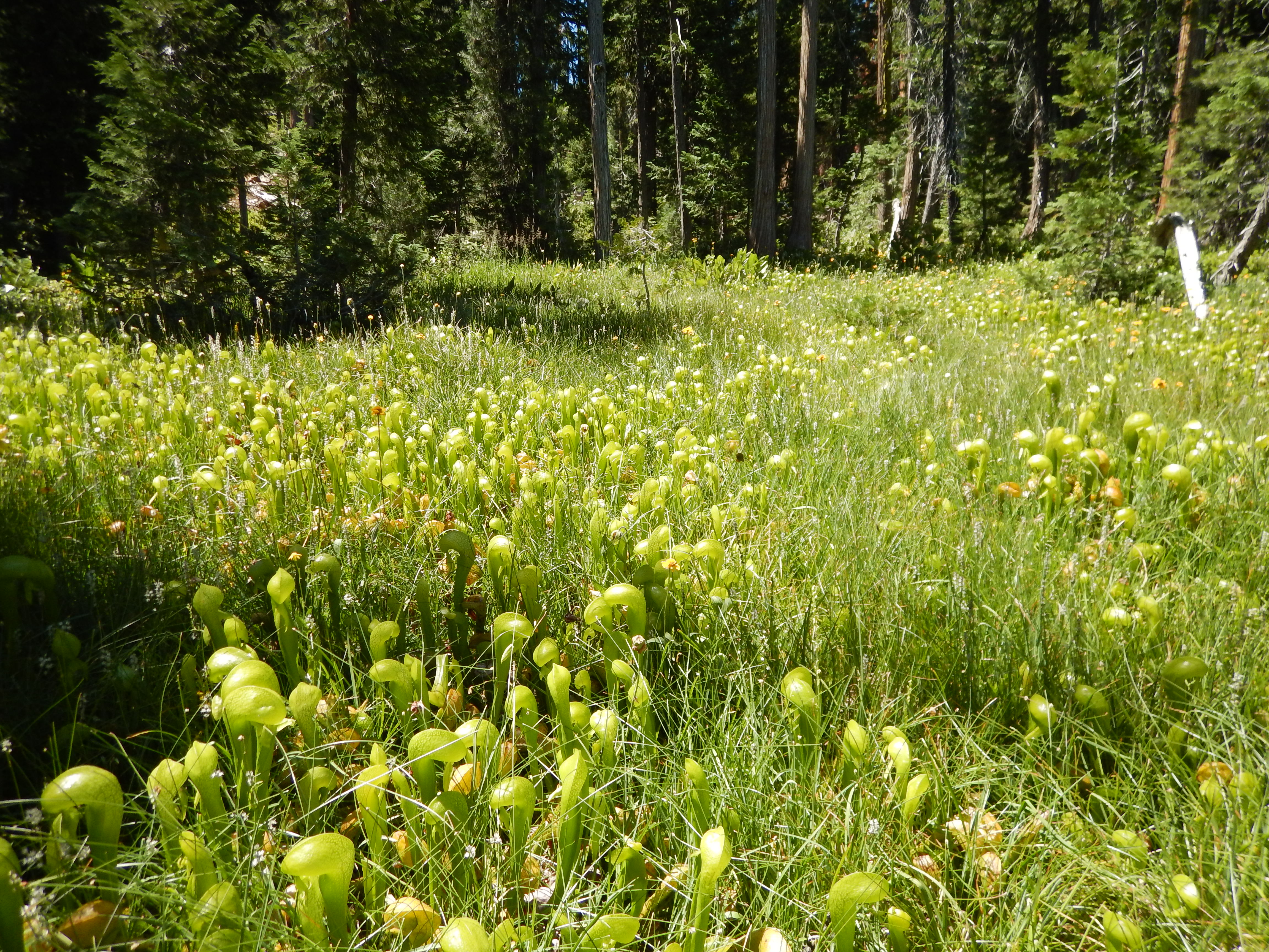 Botany Image 2